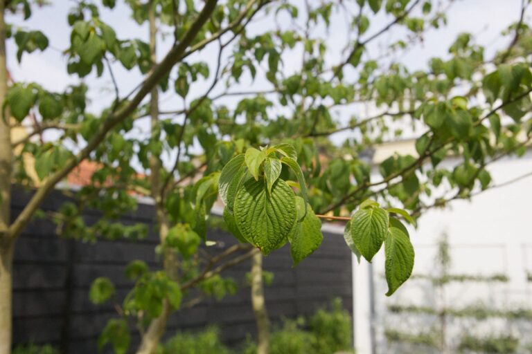 Jos Bouwhuis Tuinen | Binnen stadstuin enkhuizen